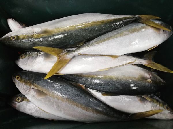 Yellowtail from South Africa supplied by Gordon's Bay Fisheries - Yellowtail (=Seriola lalandi) Frozen Amberjack