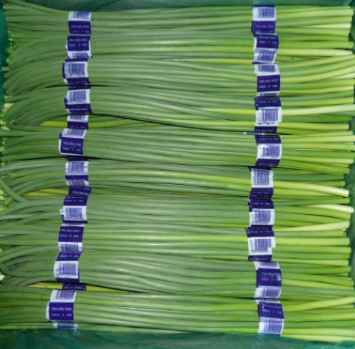 Fresh Garlic Sprout from China supplied by Zhucheng Yuankang Food Co., Ltd. - Green Fresh Garlic