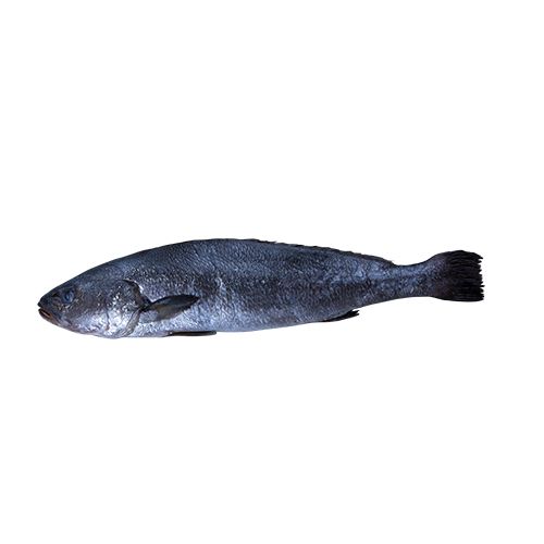 Granoise from Turkiye supplied by Group Sagun - Fresh (=Chilled=Raw) Other Frozen Whole Fish