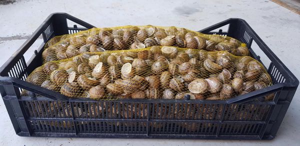 Snail - Escargot. Escargot Gros-Gris - Escargot Petit-Gris from Turkiye supplied by Hirudolab Ltd.Sti - Alive Frozen Snail