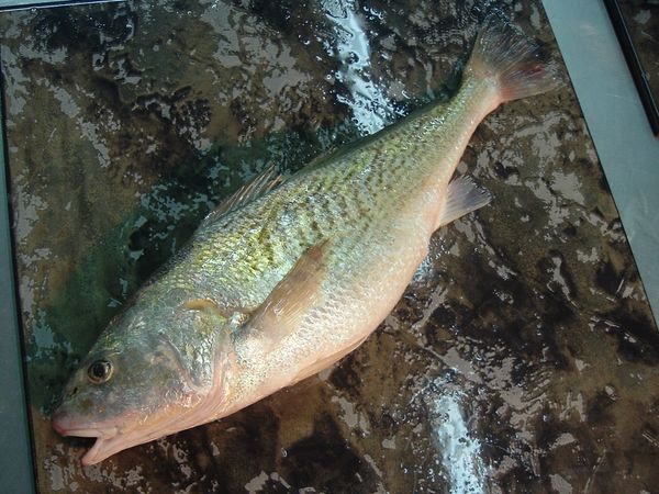 Yellow Croaker (Micropogonias Furnieri) from 아르헨티나 supplied by Coomarpes LTDA - Whole (=In The Round) 냉동 암치