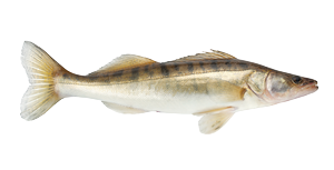 Pike Perch from Turkiye supplied by Penta Seafood - Pike Perch (=Sander lucioperca=Pikeperch=Zander) Frozen Perch