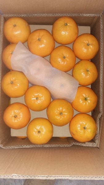 Mandarin from Pakistan supplied by Rasaz Traders - Caliber 3 (54-64 mm) Fresh Mandarin