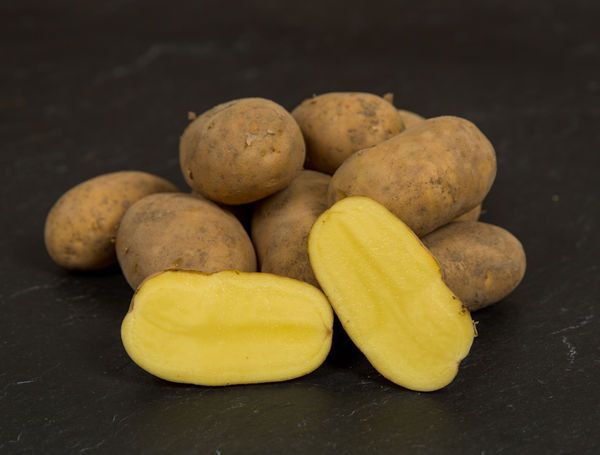Challenger Potato from 우크라이나 supplied by BESTPOTATO - Unwashed 신선 일반 감자