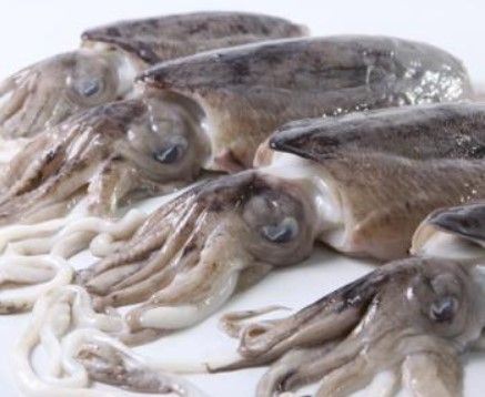 Fresh Cuttlefish from 영국 supplied by Whitelink Seafoods Ltd - Cuttlefish - Common Cuttlefish (=Sepia officinalis=European Common Cuttlefish) 냉동 오징어