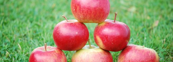 Fresh Apple from Netherlands supplied by Fresh Forward - Magic Star Fresh Apple