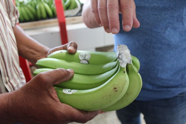 Banana from 코스타리카 supplied by AZ France - Green 신선 바나나