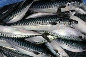 Mackerel from 아일랜드 supplied by Premier Fish Products - Whole (=In The Round) 신선 고등어