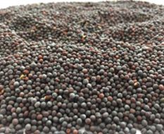 Mustard from 인도 supplied by Purple Magic International Enterprise Limited - Black 겨자씨