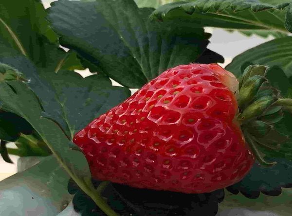 Strawberry from 아르메니아 supplied by Green Food - Manzanilla (=Manzanillo) 신선 딸기