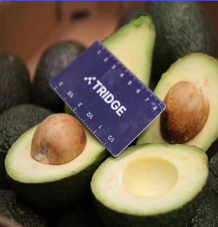 Fresh Avocado from 콜롬비아 supplied by Tridge Fulfillment - 크기: 28 신선 아보카도