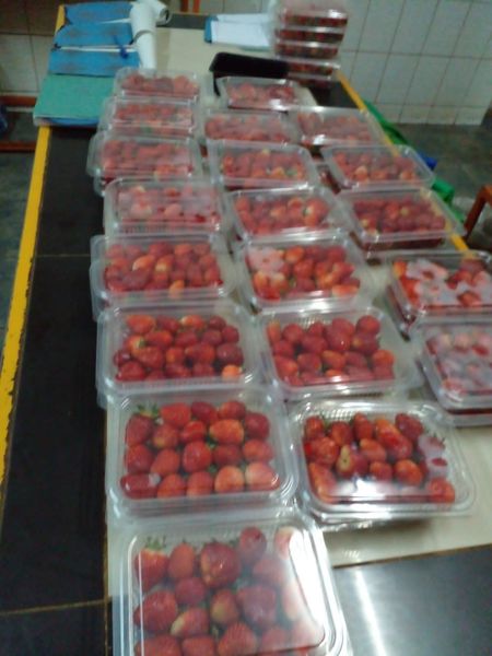 Strawberry from 케냐 supplied by PROFRESH EXPORT LTD - Red 신선 딸기