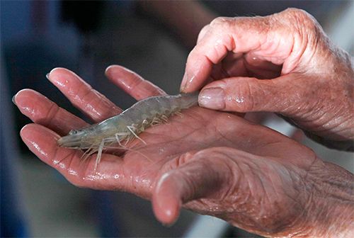 Fresh Shrimp from United States supplied by Marvesta Shrimp Farms - Marvesta, LLC. - Fresh (=Chilled=Raw) Frozen Common Shrimp & Prawn