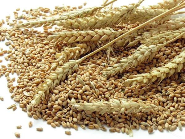 Wheat from Argentina supplied by Santa Anita Oil S.A. - Wheat