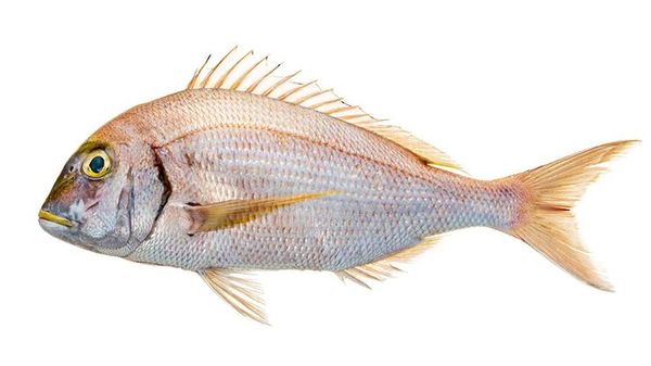 Red Porgy from 그리스 supplied by MYTIKAS SA - Red Porgy (=Pagrus pagrus) 냉동 도미