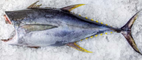 Yellowfin Tuna (THUNNUS ALBACARES) Wild Catched from Costa Rica supplied by Industrias Martec S.A. - Frozen - Land Frozen Frozen Yellowfin Tuna
