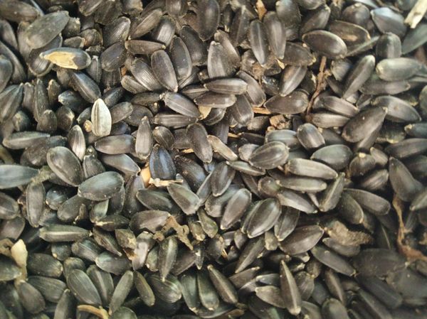 Sunflower seeds from 아르헨티나 supplied by Chadileo S.R.L. - FAQ (=Fair Average Quality) 해바라기 씨