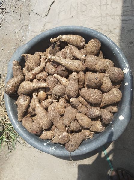 Taro from Ghana supplied by Otumi farms - Brown Taro