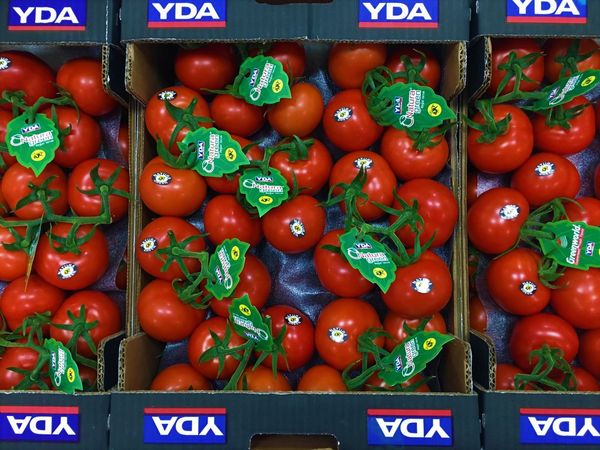 tomato from 튀르키예 supplied by YDA TARIM - 7 (> 57 ≤ 67 mm) 신선 토마토