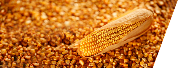 Corn from Malaysia supplied by Dindings Poultry - Whole Corn Maize (Corn)