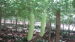 fresh bottle gourd from 인도 supplied by Ayya AUDB Export - Whole 호리병박