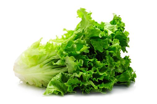 Lettuce from 독일 supplied by Biolandhof Voigt - Whole 신선 상추