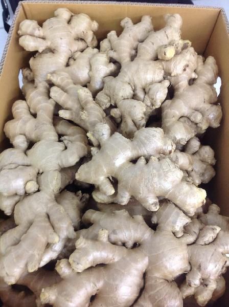 Fresh Elephant Ginger from Indonesia supplied by CV. Agro Bintang Sejahtera - Thailand Ginger Whole Ginger