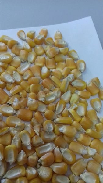 Maize grain from Brazil supplied by KIGRÃOS AGROMODAL LTDA - Dried Maize (Corn)