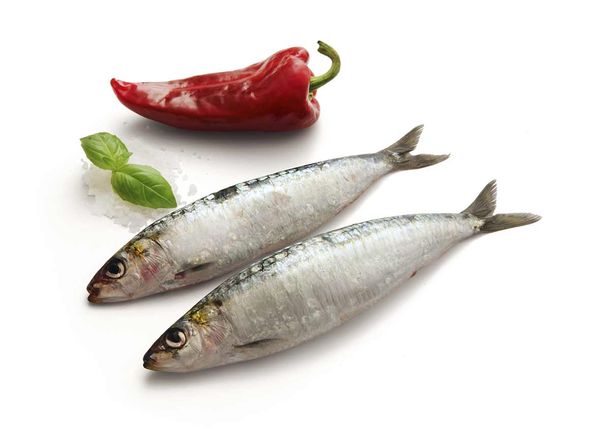 Sardine from Portugal supplied by FRIJOBEL - INDÚSTRIA E COMÉRCIO ALIMENTAR, S.A. - European Pilchard (=Sardina pilchardus) Frozen Sardine