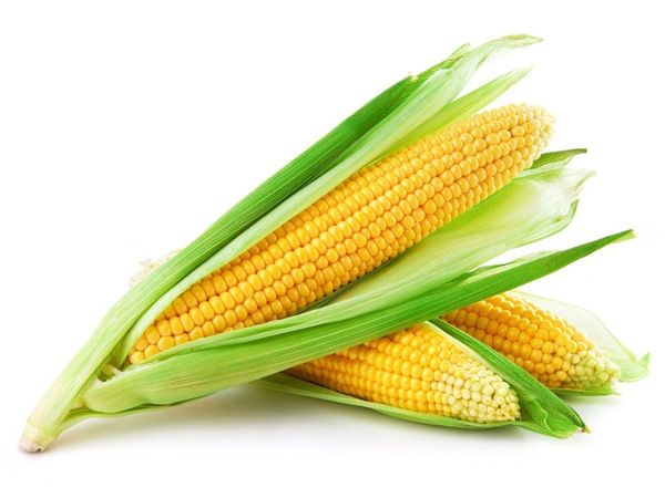 Corn from 루마니아 supplied by Quality Crops Agro Srl - For Seed 옥수수
