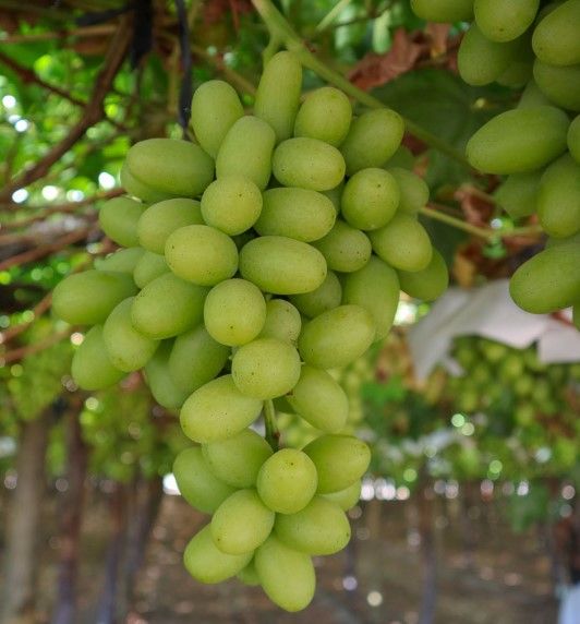 Fresh Grape from Chile supplied by Frutera Aguas Blancas - Table Grape Fresh Grape
