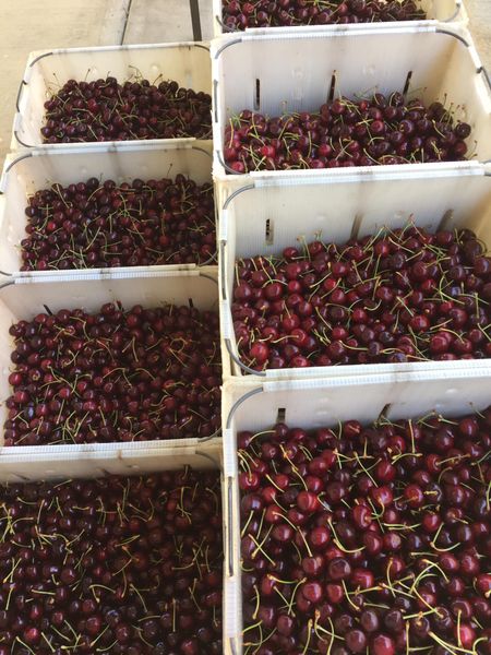 Fresh Cherries from United States supplied by Sunnyslope Ranch - Sweet Cherry - Bing Fresh Sweet Cherry