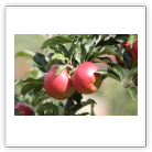 Fresh Apple from 독일 supplied by Obsthof Am Schlehbaum - Red 신선 사과