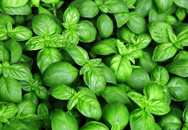 Basil from 독일 supplied by Herrmann Herbs - Leaf 바질
