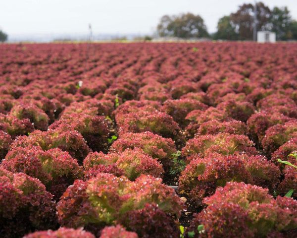 Lettuce from 이탈리아 supplied by Antonio Bellipario Ortofrutta - Red 신선 상추