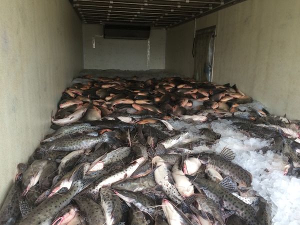 Catfish from Brazil supplied by Grupo Princesa - Fresh (=Chilled=Raw) Fresh Whole Catfish
