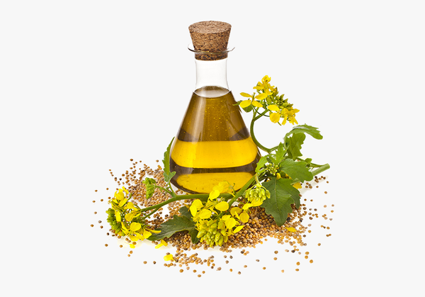 Canola Oil from United States supplied by The Seydel Companies - Canola Oil Crude Canola Oil & Rapeseed Oil