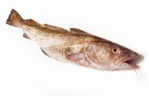 Fresh Cod from Iceland supplied by FISK-Seafood - Whole (=In The Round) Frozen Cod