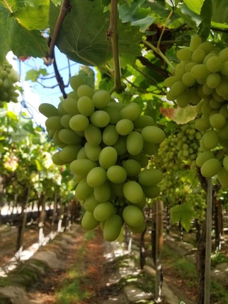 Grape from Chile supplied by Agricola San Luis de Yaquil SA - Green (=Unripe=Sour) Fresh Grape
