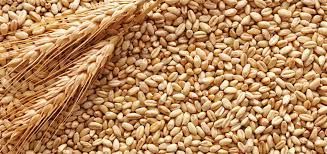Wheat from 러시아 supplied by LLC Concern Detskoselsky - For Feed 소맥
