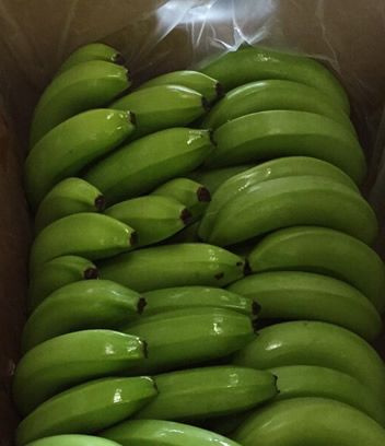 Banana from 도미니카공화국 supplied by Quality Agro Export S R L - 설익음 신선 바나나