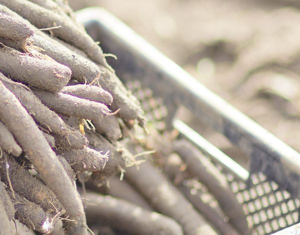 Fresh Salsify from Germany supplied by Uhrbach Gemüsinis - Cut Salsify