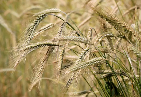 Barley from Czechia supplied by AGRO PERTOLTICE - Whole Barley