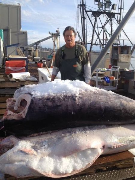 Swordfish from 미국 supplied by Central Coast Seafood Inc - Fresh (=Chilled=Raw) 냉동 황새치 통마리
