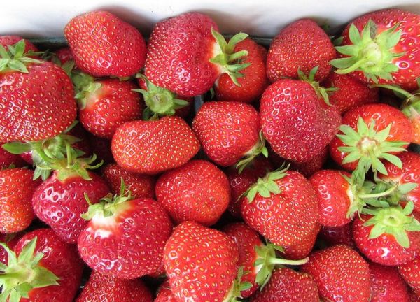 organic strawberries from United States supplied by Reeves Farms, LLC - Red Fresh Strawberry