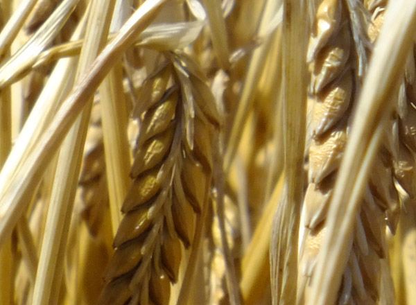 Overture Barely Seeds from Argentina supplied by Cerfoly de Argentina S.A. - Brown Barley