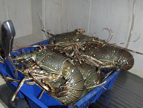 Fresh Lobster from Ecuador supplied by Madepacif S.A - Fresh (=Chilled=Raw) Fresh Common Lobster