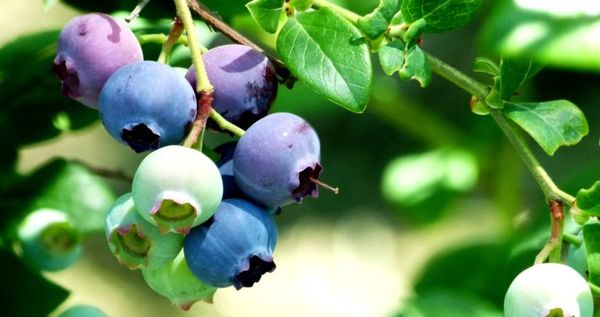 Fresh Blueberry from Switzerland supplied by Biohof Schwander - Blue Fresh Blueberry