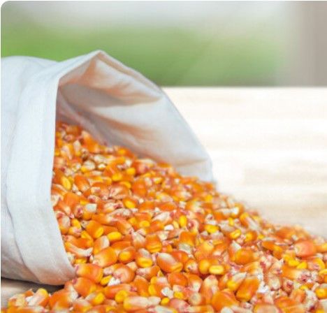 Corn from Brazil supplied by Cooperativa Reg. Agrop. Vale do Itajaí (Cravil) - Dried Maize (Corn)