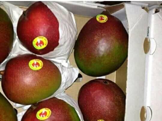 Mango tommy from 우간다 supplied by EES ORGANIC FOOD LIMITED - High Quality 신선 망고